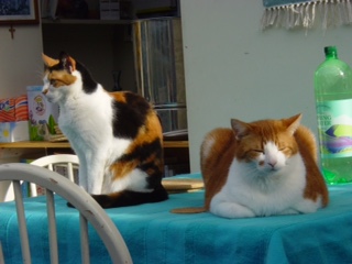 Daisy and Fat cat