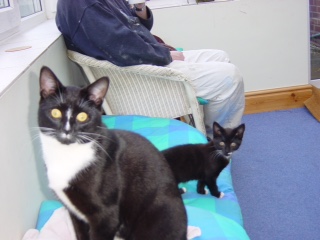 Charlie and Poppy as kittens